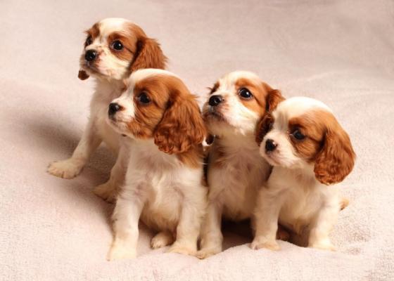 Blenheim Cavalier King Charles Spaniel Puppies